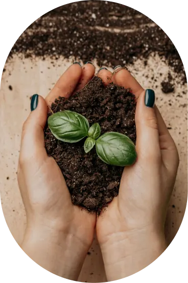 Hands holding soil with a young basil plant